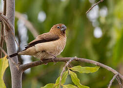 African Silverbill