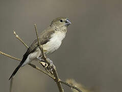 African Silverbill