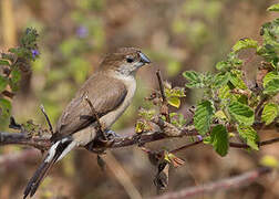 Indian Silverbill