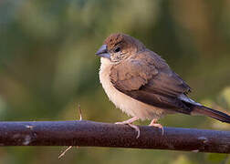 Indian Silverbill