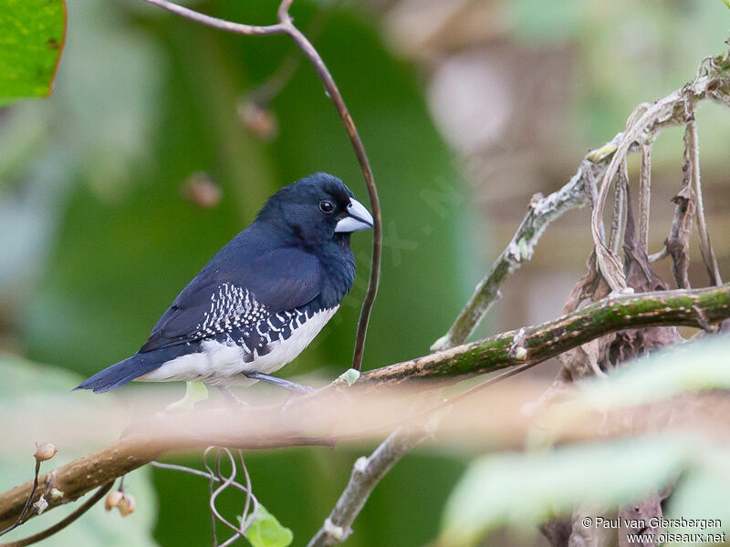 Black-and-white Mannikinadult