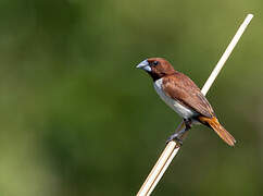 Five-colored Munia