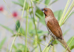 Scaly-breasted Munia