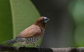 Scaly-breasted Munia