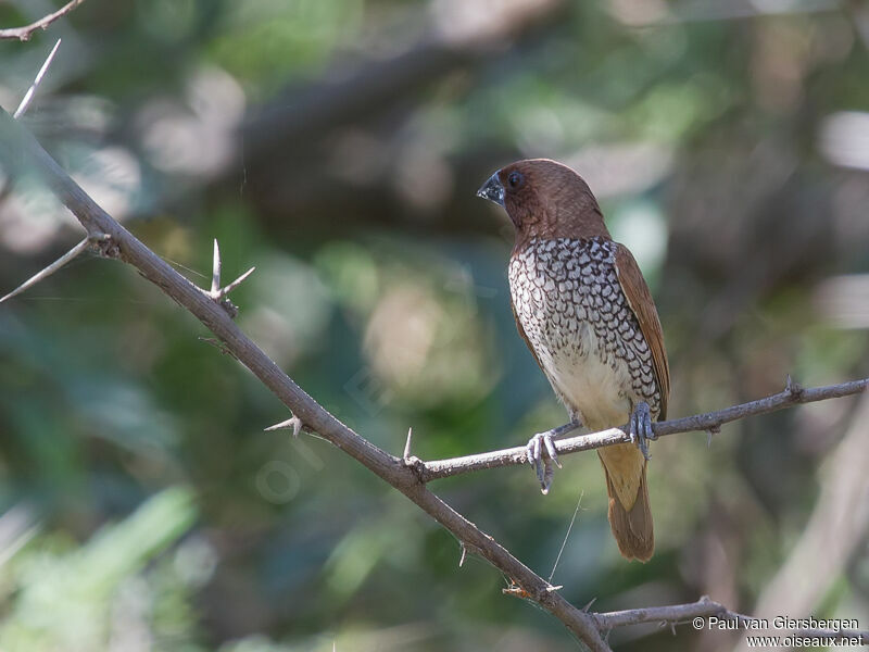 Scaly-breasted Munia