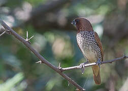 Scaly-breasted Munia