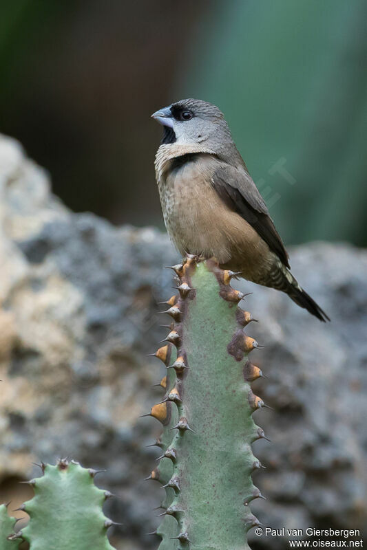 Capucin de Madagascaradulte