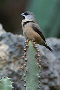 Madagascar Mannikin