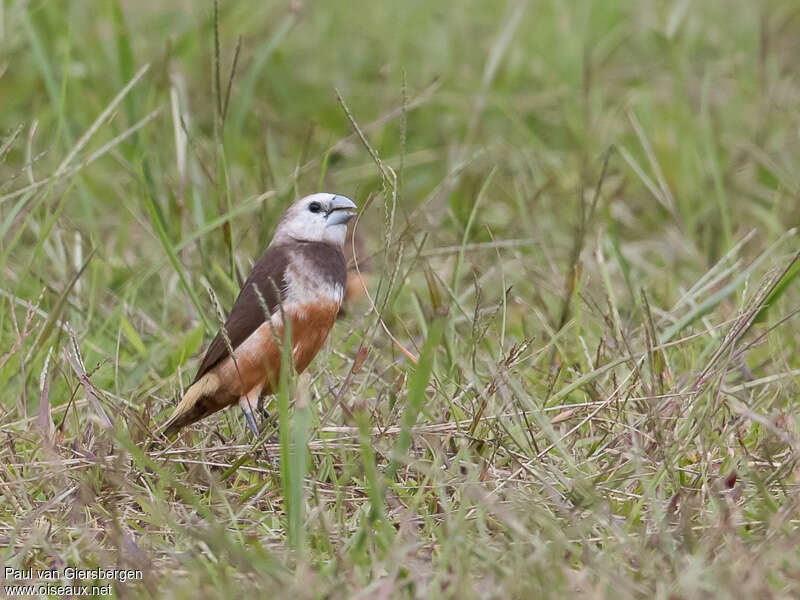 Grey-banded Mannikinadult, identification