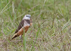 Grey-banded Mannikin