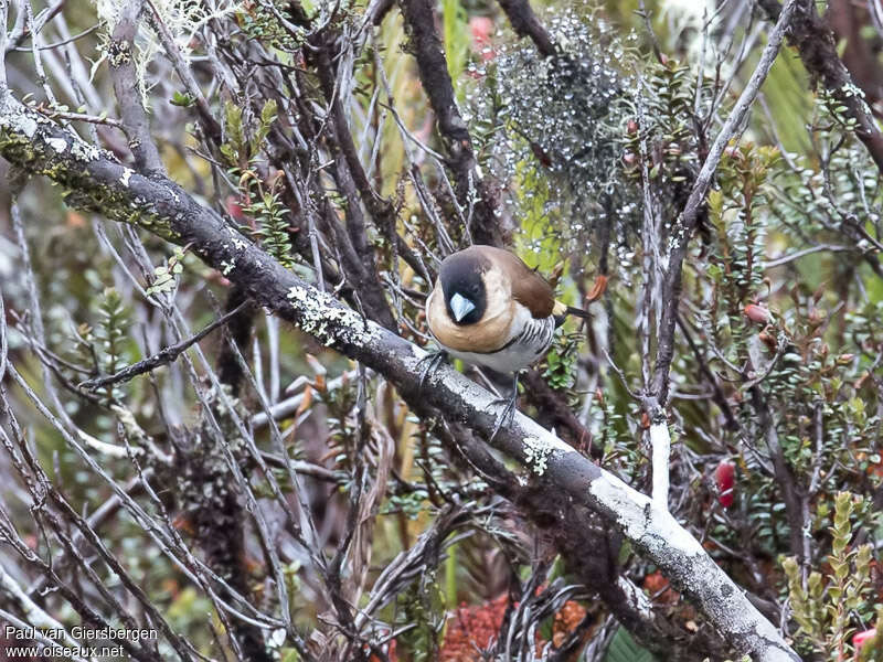 Western Alpine Mannikinadult