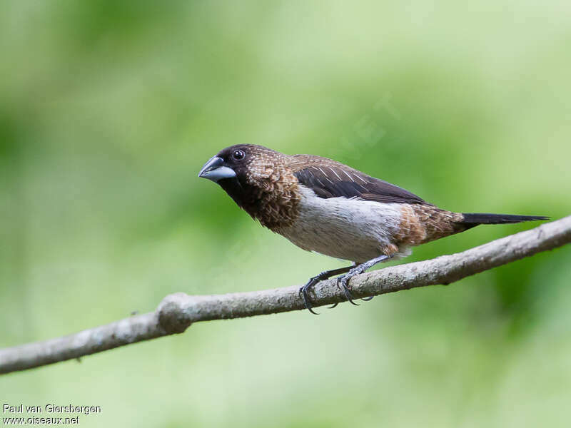 White-rumped Muniaadult