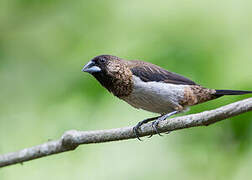 White-rumped Munia