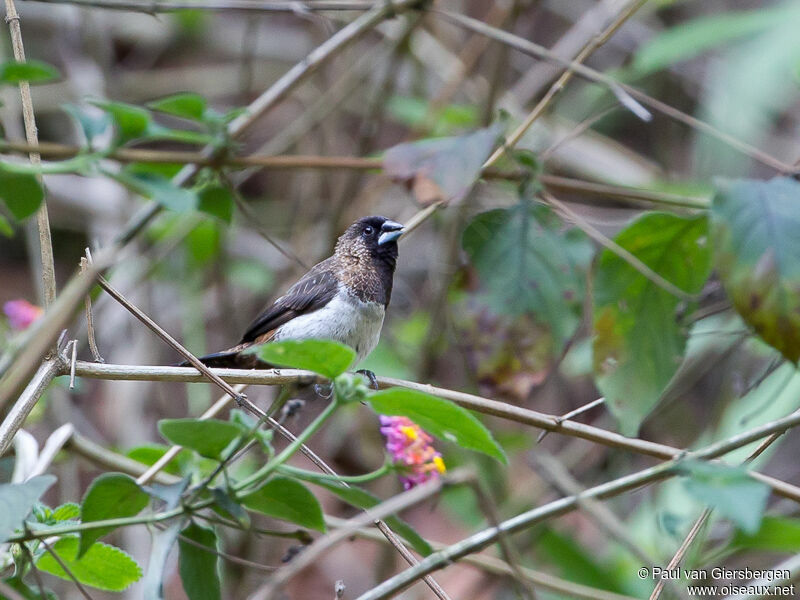 White-rumped Munia