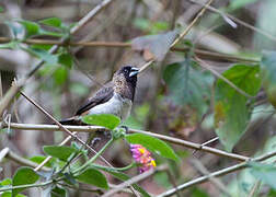 White-rumped Munia