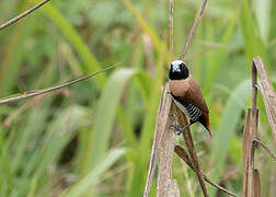 Chestnut-breasted Mannikin