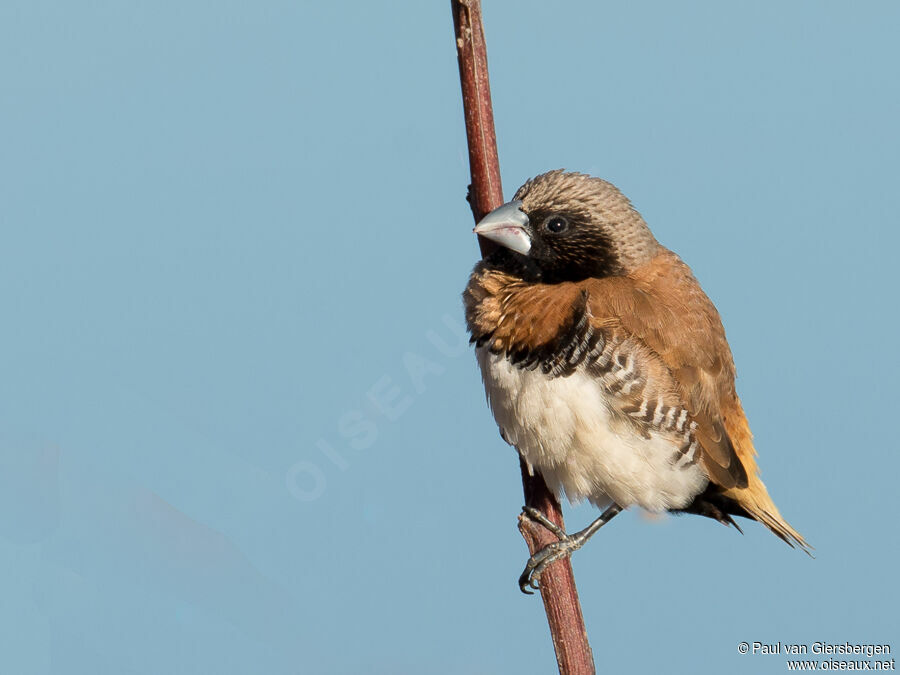 Chestnut-breasted Mannikinadult