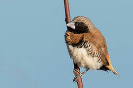 Chestnut-breasted Mannikin