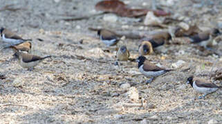 Black-faced Munia