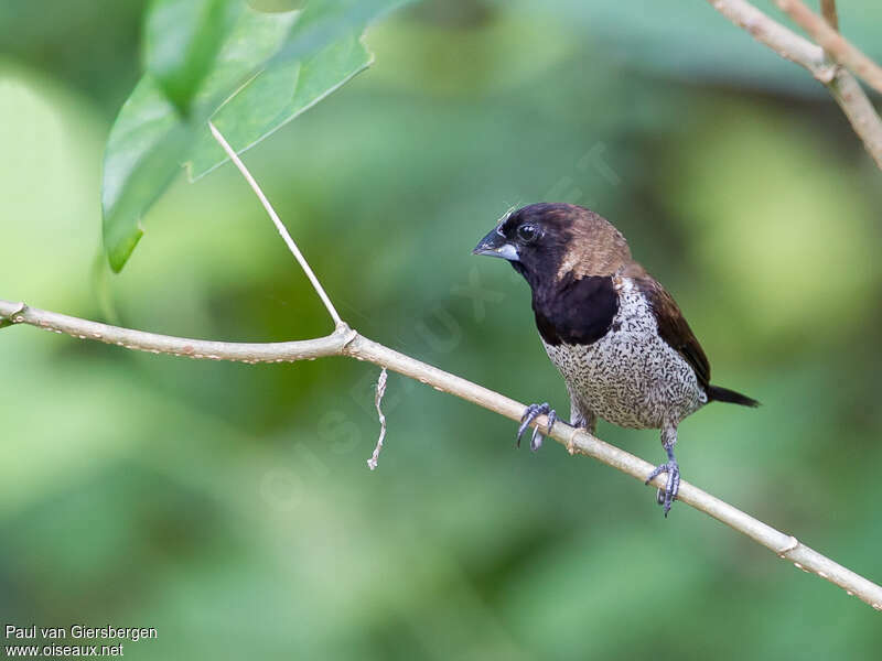 Black-faced Muniaadult, identification