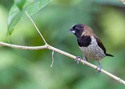 Black-faced Munia