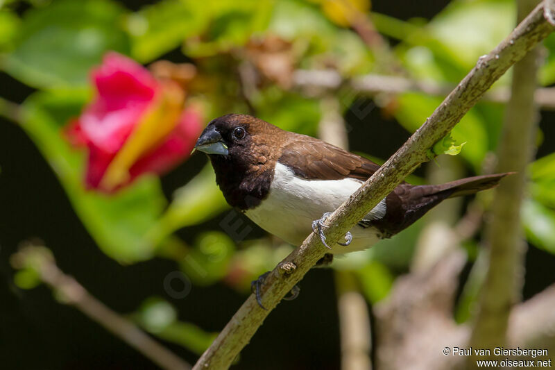 Javan Munia