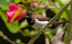 Javan Munia