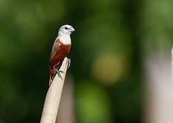 Pale-headed Munia