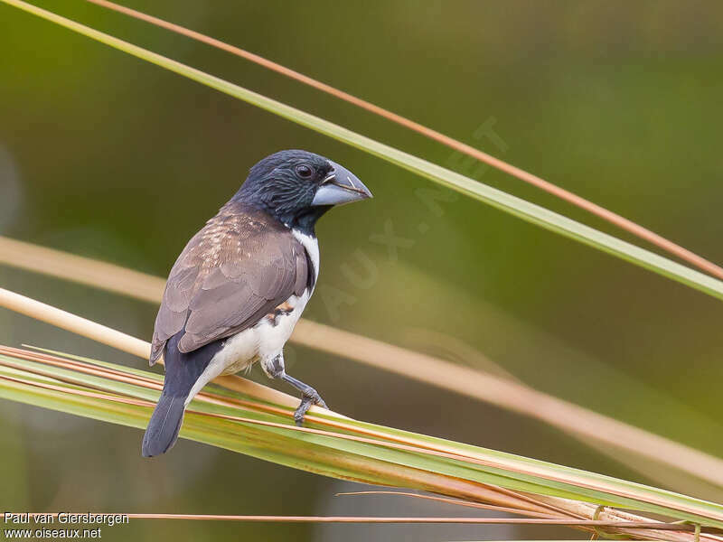 Magpie Mannikinadult, identification