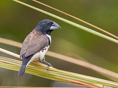 Magpie Mannikin