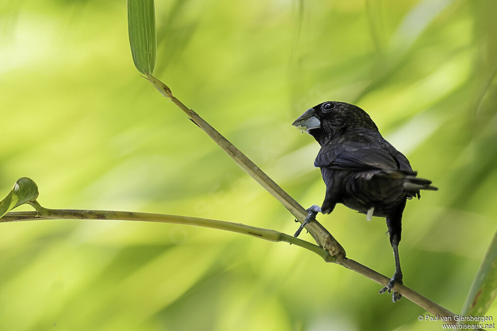 Dusky Muniaadult