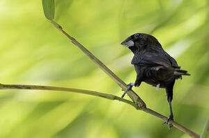 Capucin sombre