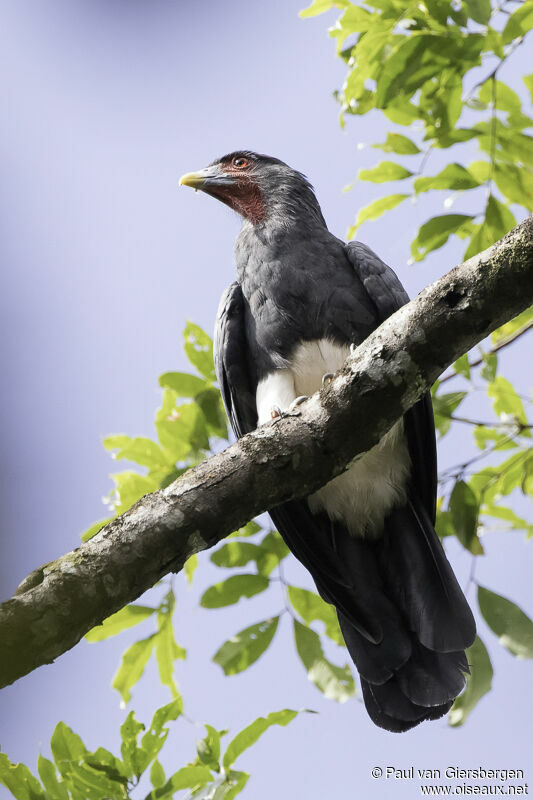 Caracara à gorge rougeadulte