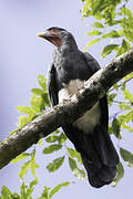 Red-throated Caracara