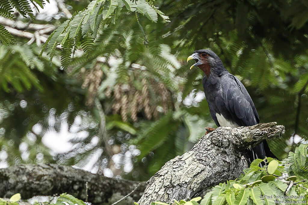 Red-throated Caracaraadult