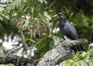 Caracara à gorge rouge