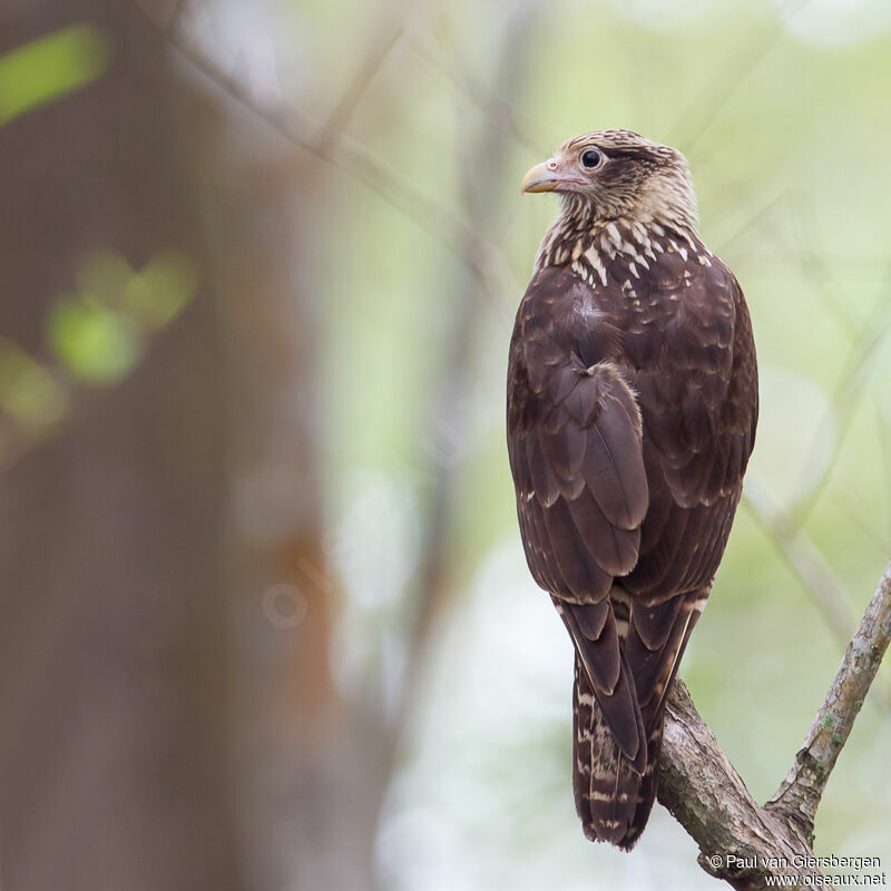 Yellow-headed Caracara