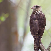 Yellow-headed Caracara