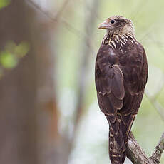 Caracara à tête jaune