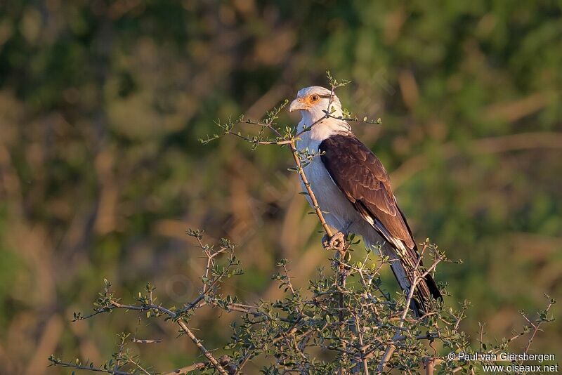 Caracara à tête jaune