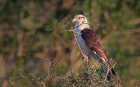 Caracara à tête jaune