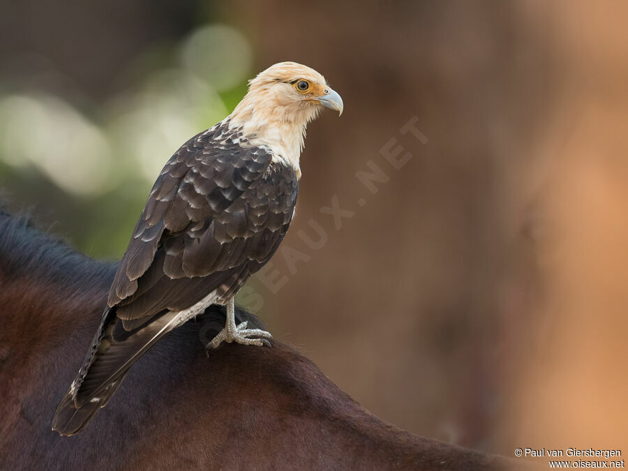 Yellow-headed Caracara