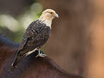 Caracara à tête jaune