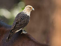 Yellow-headed Caracara