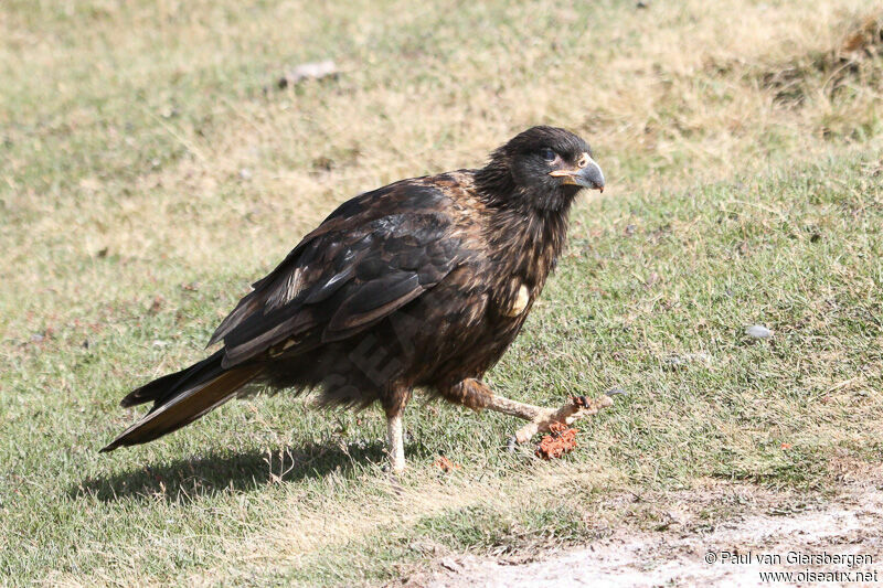 Caracara austral