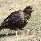 Caracara austral
