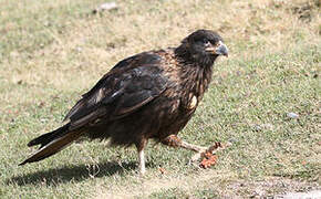 Caracara austral