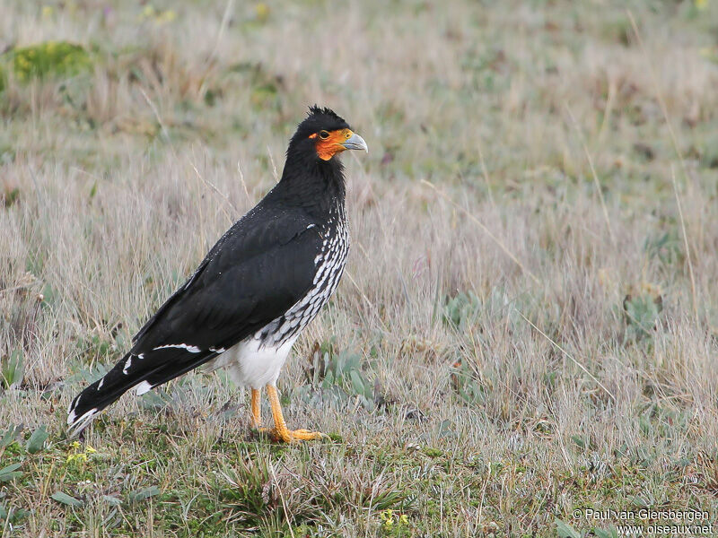 Caracara caronculéadulte