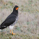 Caracara caronculé