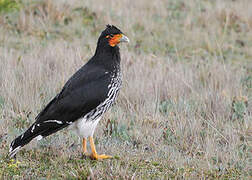 Carunculated Caracara